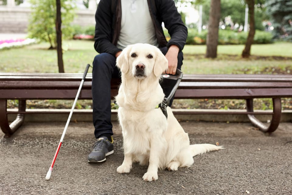 Man sitting on bench holding red and white cane with a yellow lab in guide dog harness beside him.